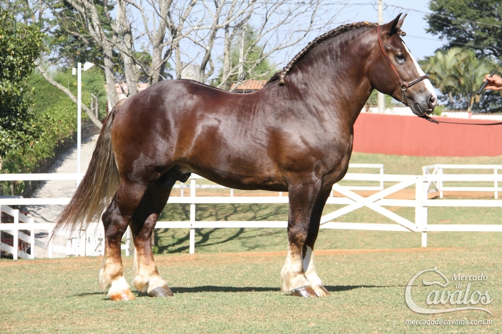 THOR DE SANTA HELENA