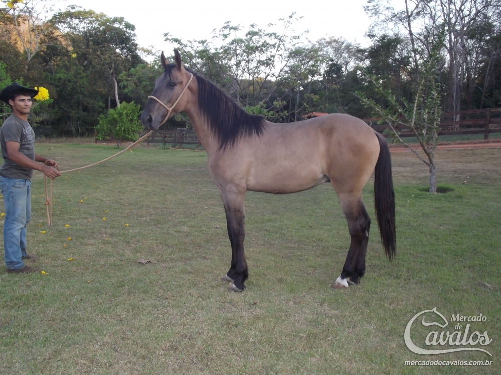 APOLO DOS NETOS