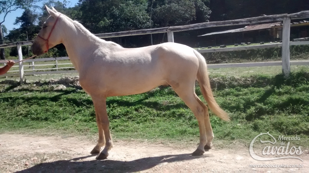 MANDARIM DO ZANTUN
