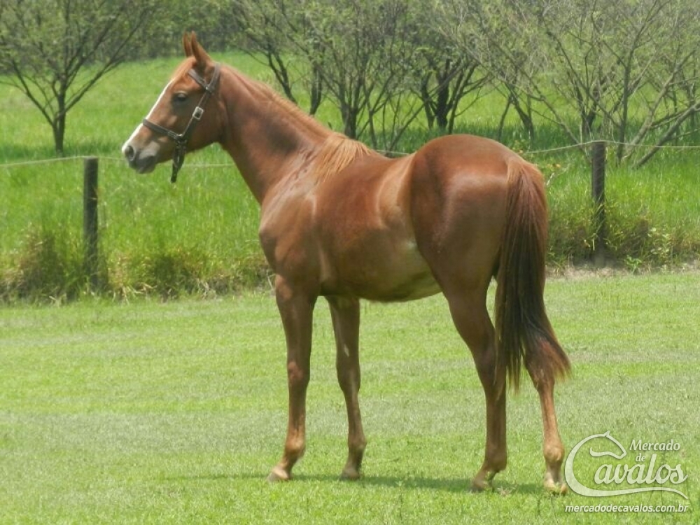NOBLE BET