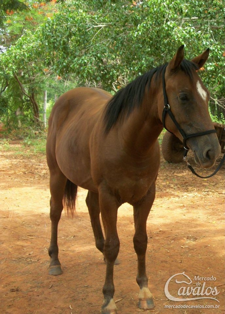 GATINHA