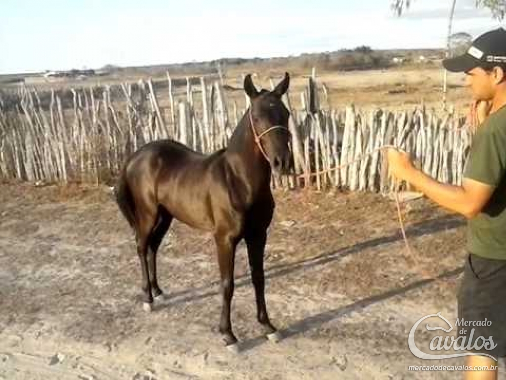 JORDANIA DO ZAPATA