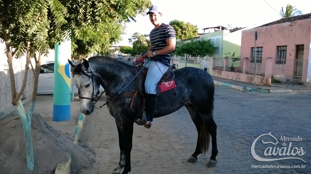 CENTAURO DA MALIBÚ