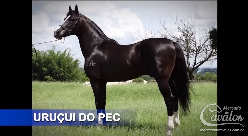 URUÇUÍ DO PEC