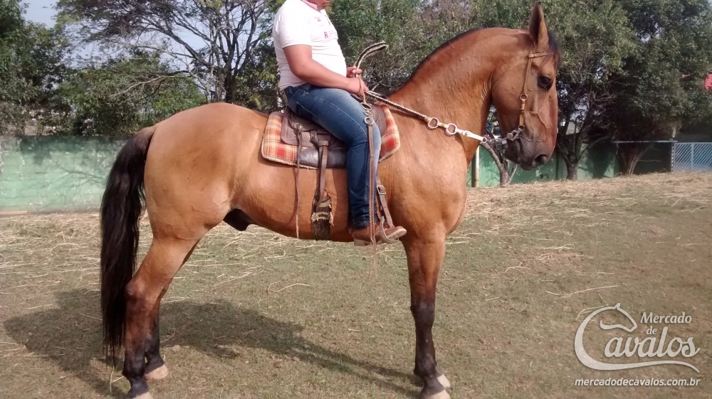 TROVADOR DO ZANTUN