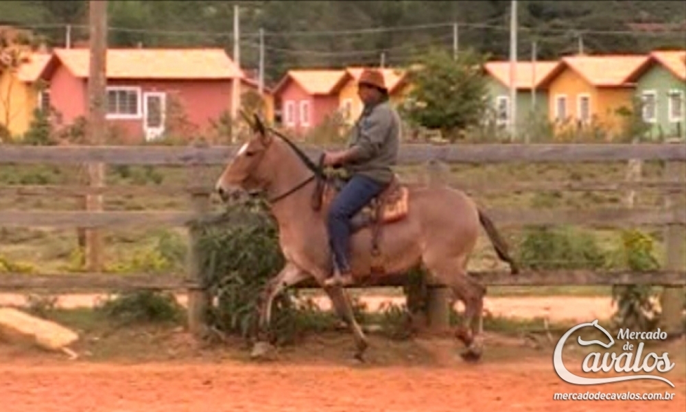 ESTRELA DO RANCHO ELDORADO