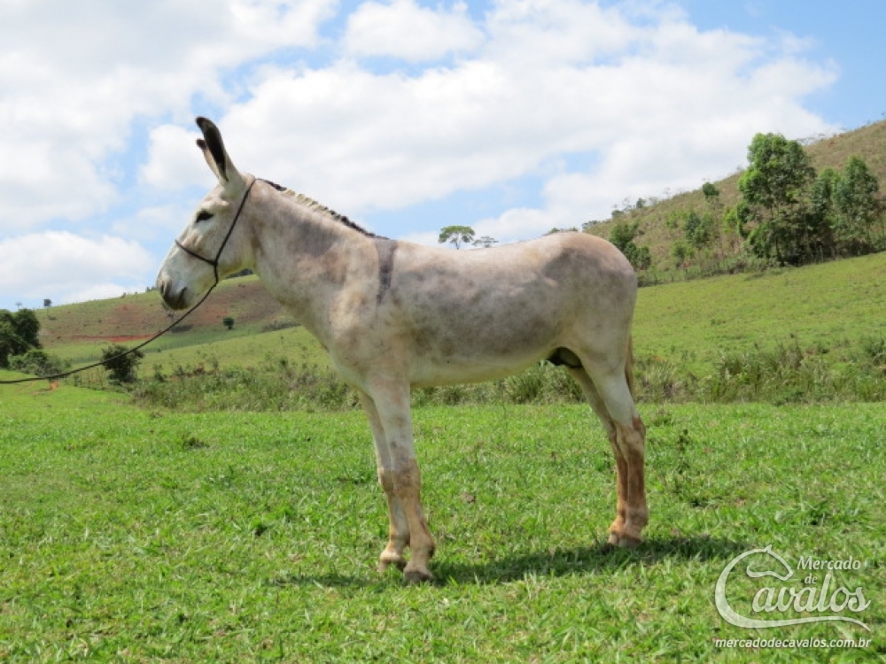 VENÂNCIO DO PEREIRA