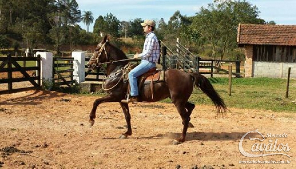 JACI DO RANCHO SANTA PHILOMENA