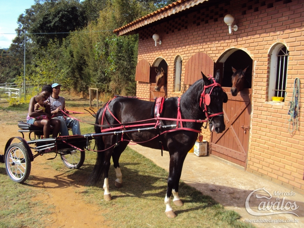 FOLIÃO