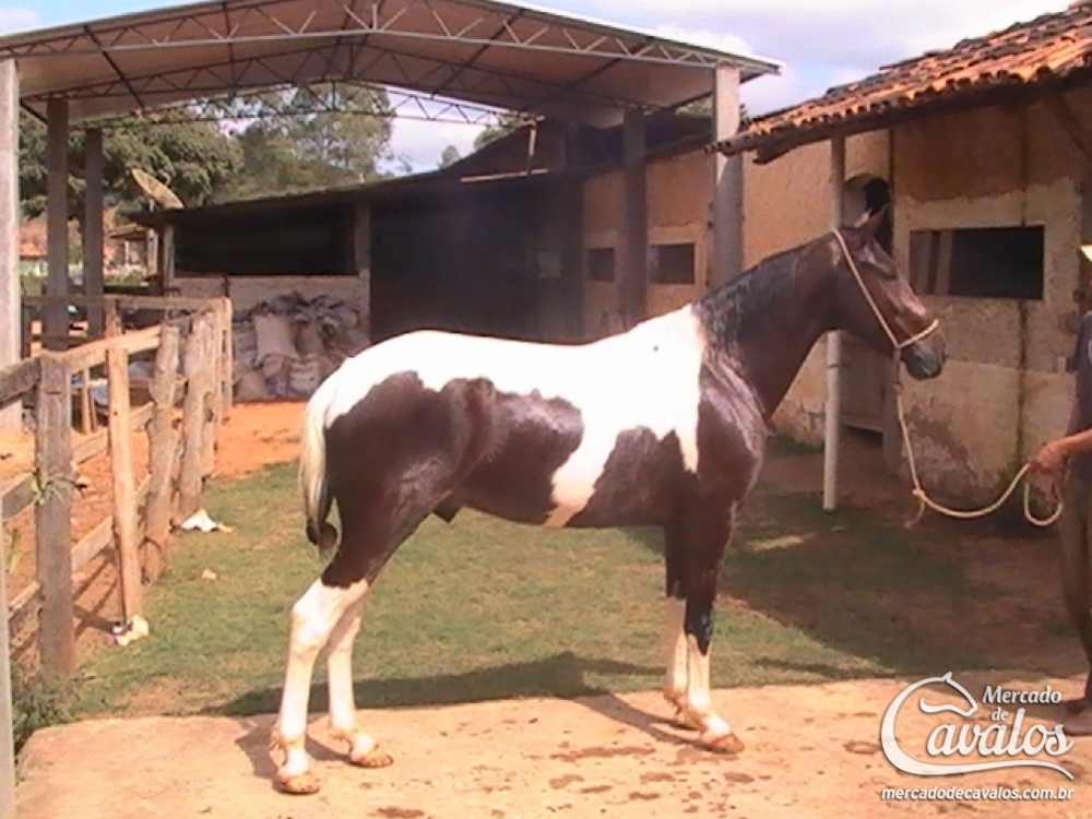 APACHE  DO  RANCHO ELDORADO