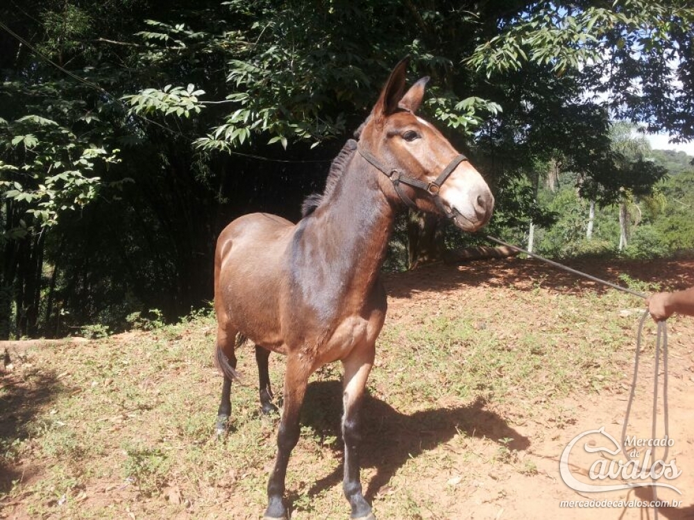 BARÃO