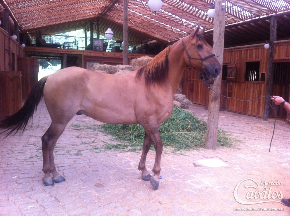 ARION