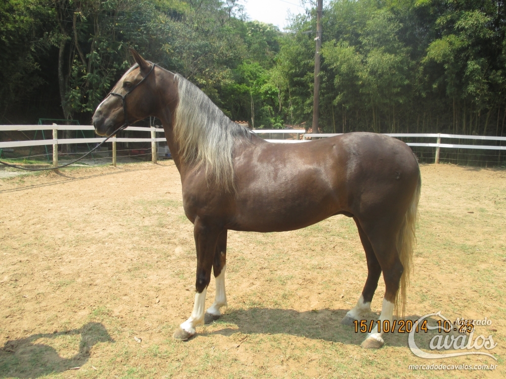 GALEÃO MG