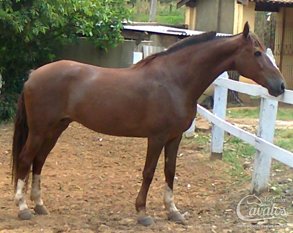SALSA JRA