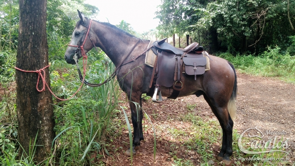 OFICIAL DA NOVA TRADIÇÃO