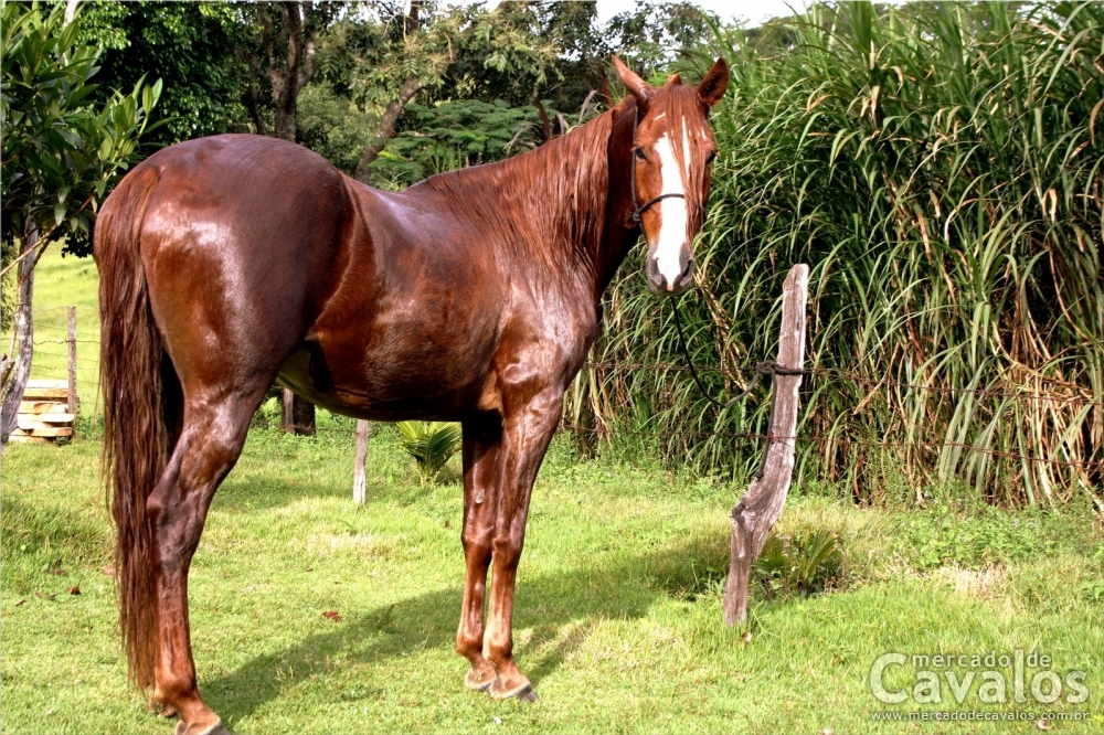 GNOMO DAS MINAS GERAIS