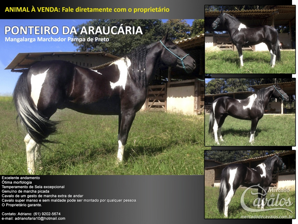 PONTEIRO DA ARAUCÁRIA