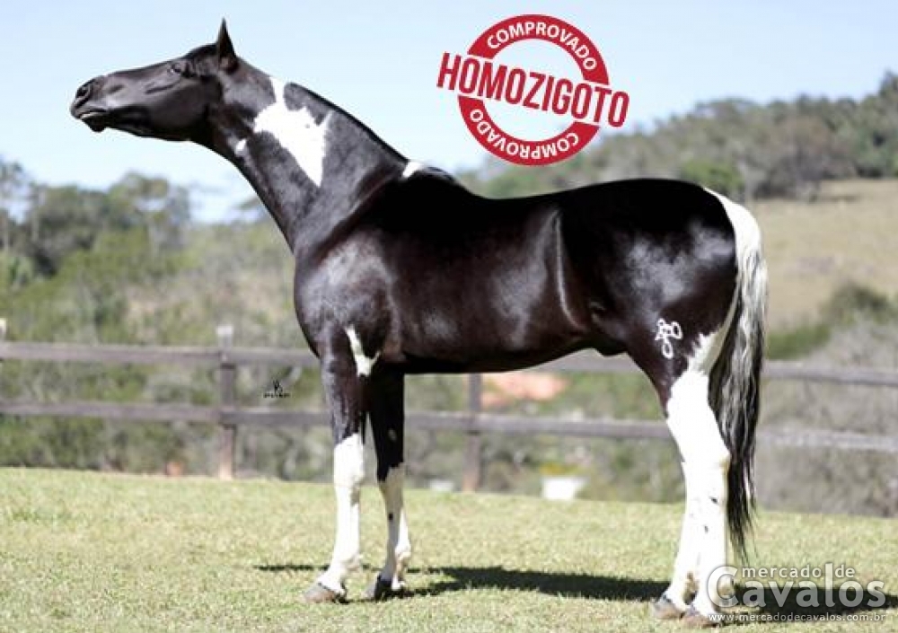 JARDEL DO JAÓ (HOMOZIGOTO)