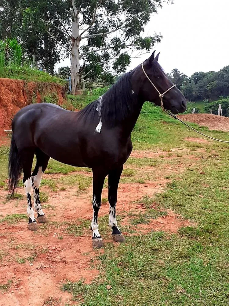 EGUÁ PRETA DE PAMPA, MANGALARGA
