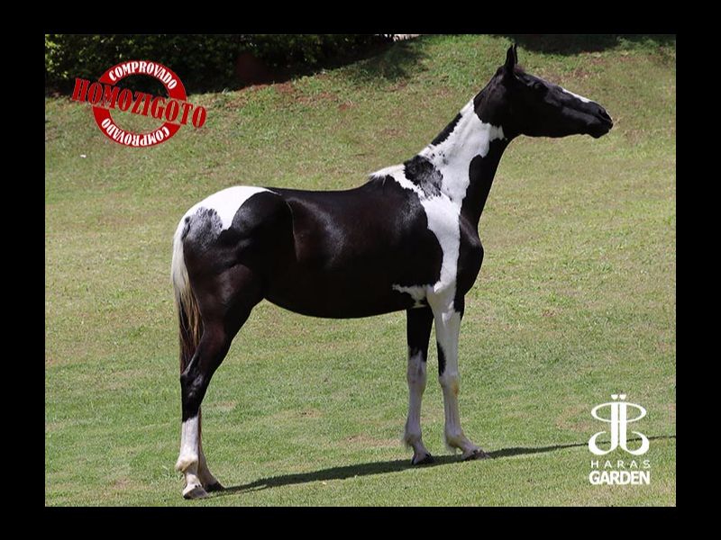 QUERÊNCIA DA DERRIBADA (HOMOZIGOTA)