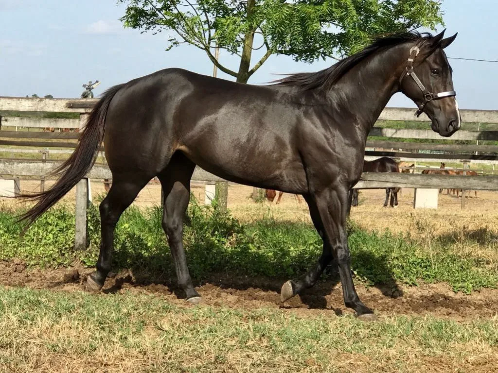ROXÃO APOLLO
