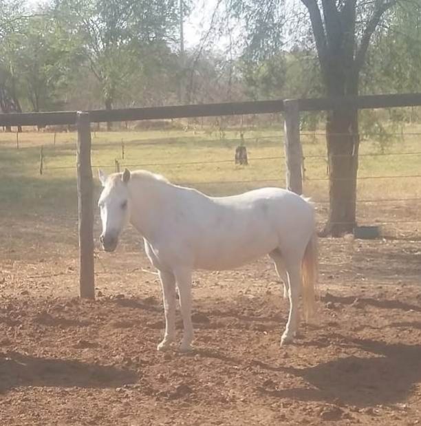 ÉGUA PIQUIRA FILHA DE MANGALARGA