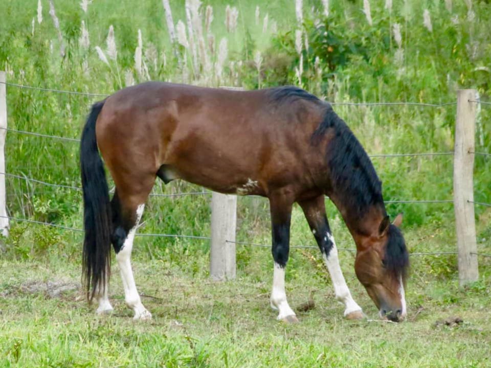 GARANHÃO COMPROVADO MANGALARGA MARCHADOR