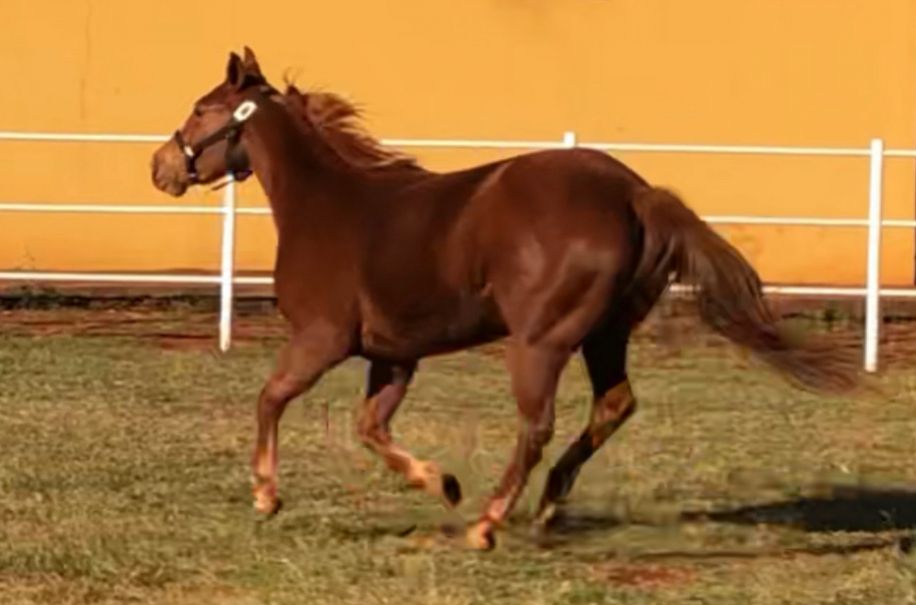 HEBE AVORIO AVR - CORRIDA COM TRABALHO