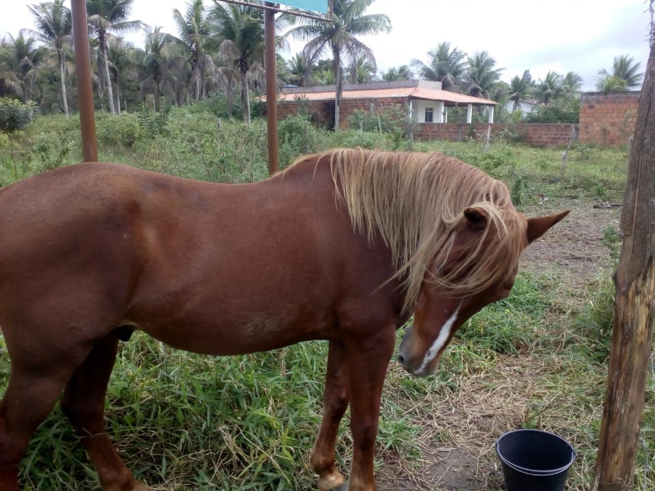 VENDO ESSE LINDO CAVALO QUARTO DE MILHA 