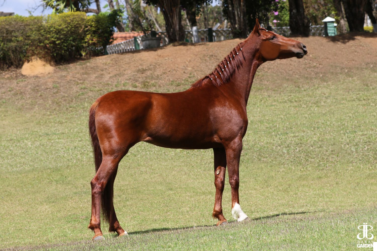 ITALIA MAB