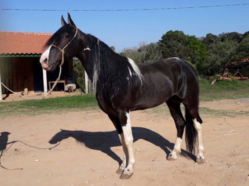 LAMPIÃO DE DAKOTA