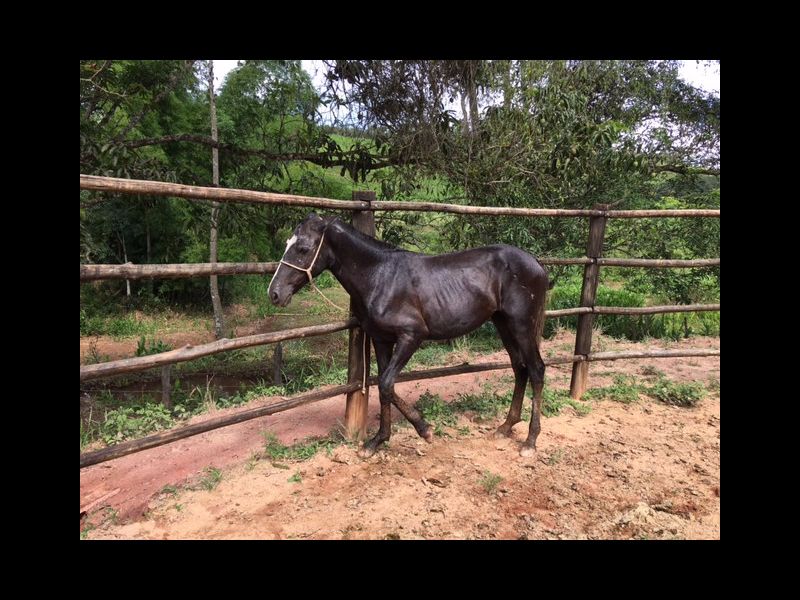 ESTRELA JGAG