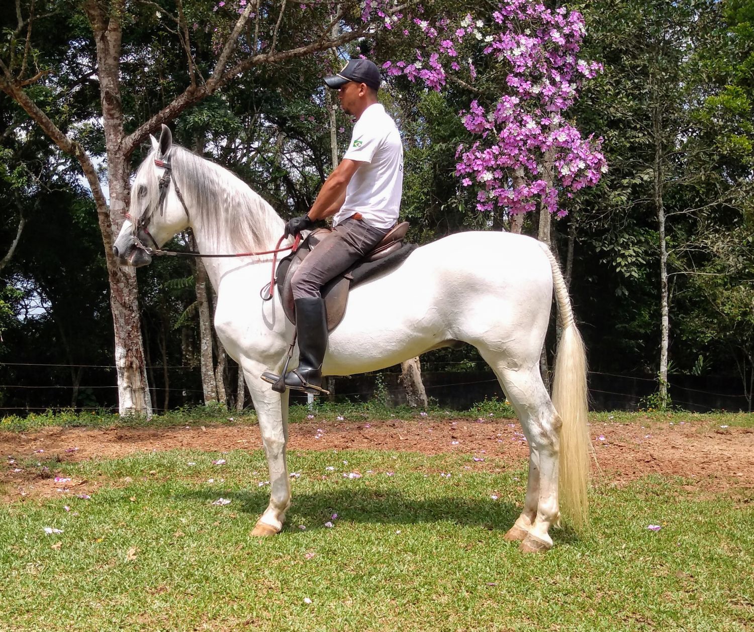 FORRÓ MANGALARGA
