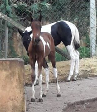 APOLO FORTE DAS AROEIRAS