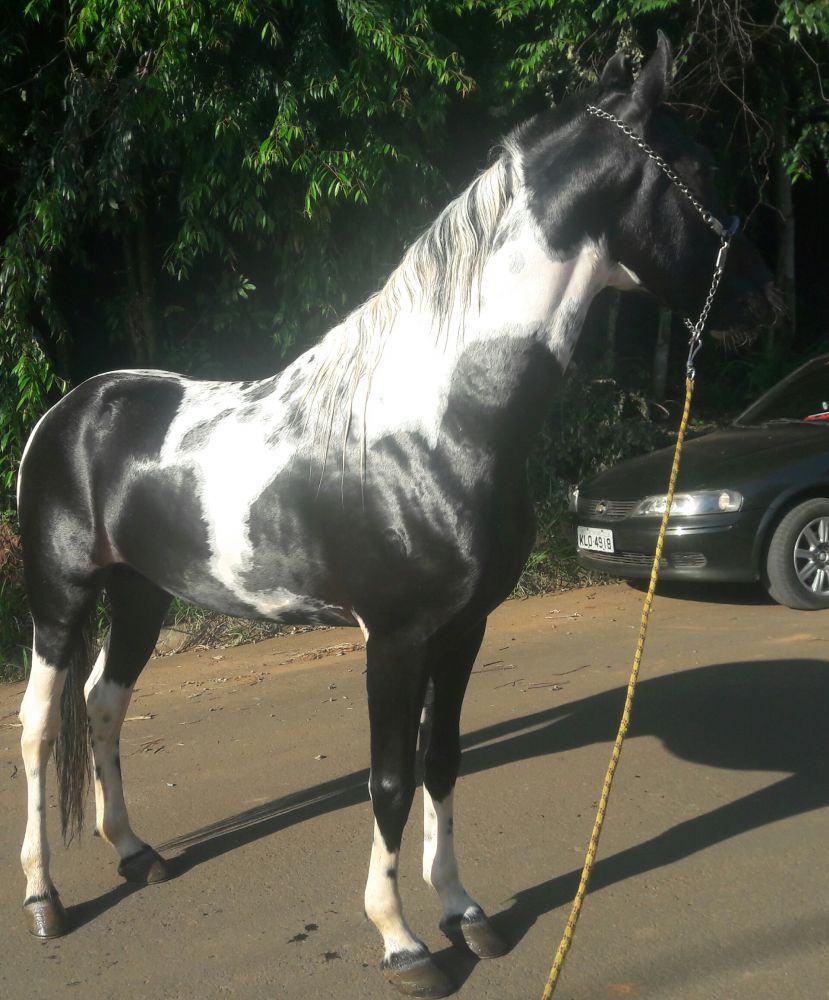 INVICTUS XADREZ