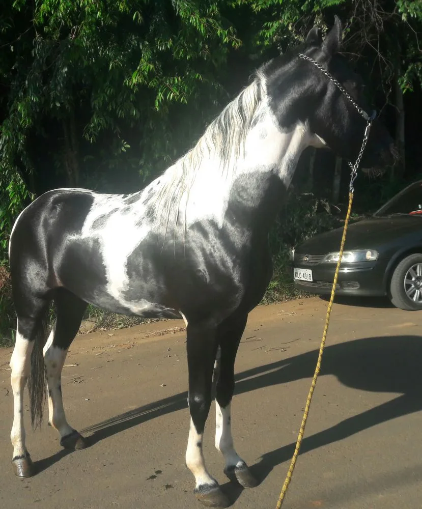 INVICTUS XADREZ