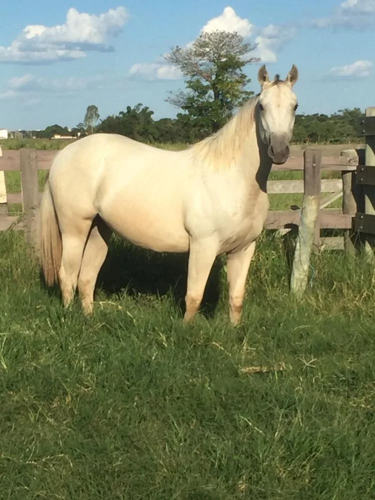 MAGIC SHINE HAYWARD M270784