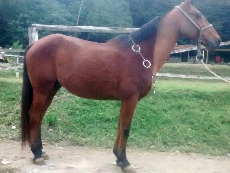 JAMAL DO ZANTUN