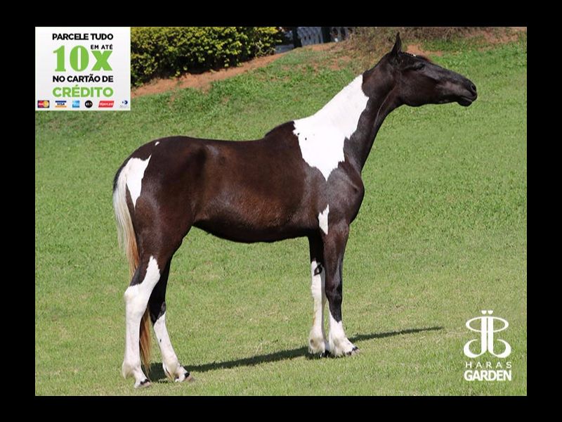 CHARLOTE DO ITAIM