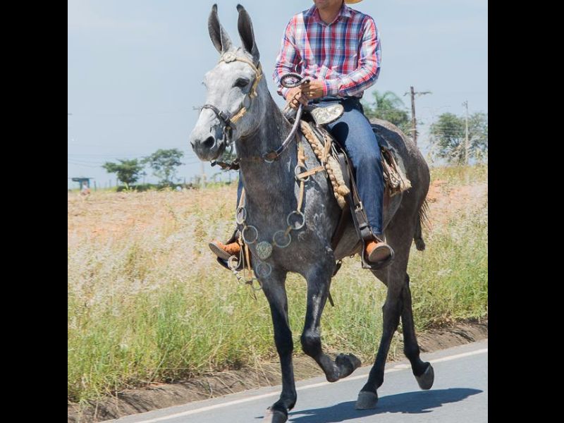 BURRO BARÃO