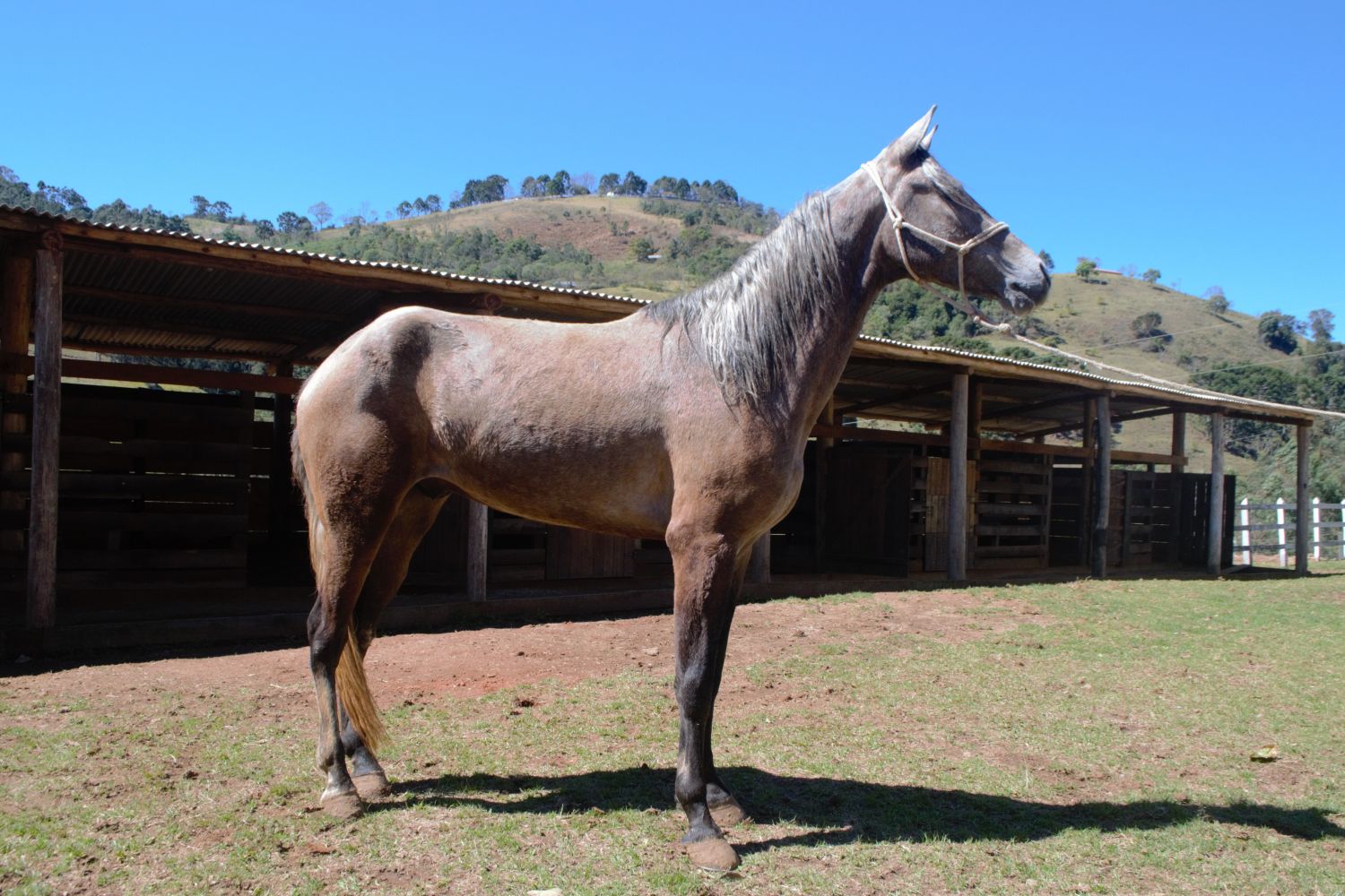 AMOROSO