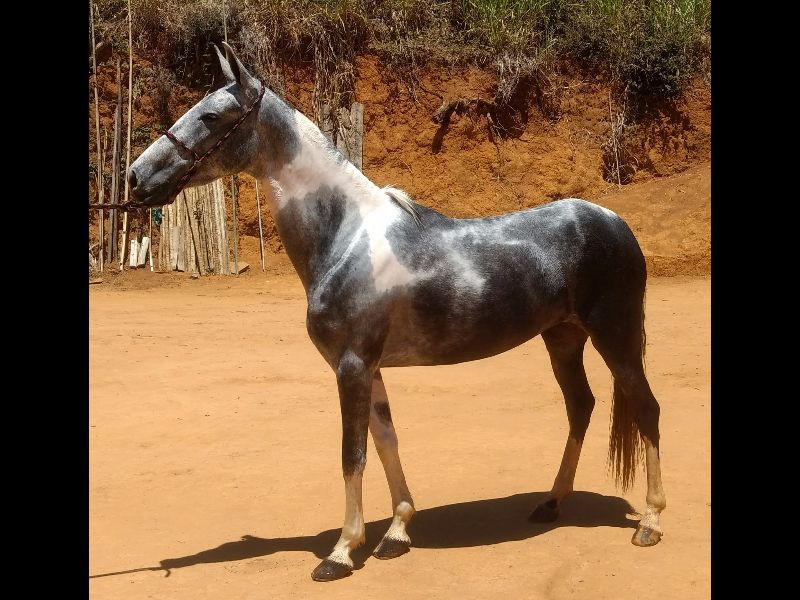 AMORA BARROLI