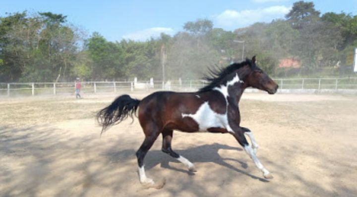 ÉGUA MANGALARGA MARCHADOR