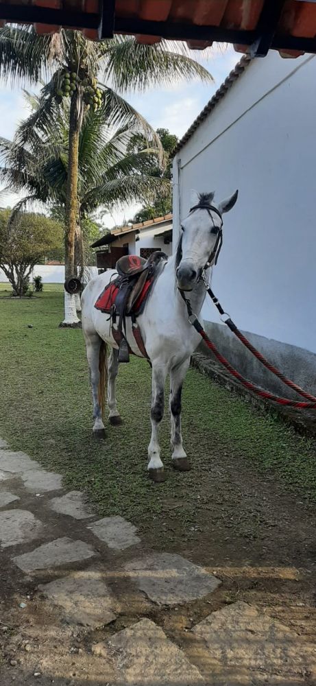 MANGALARGA 