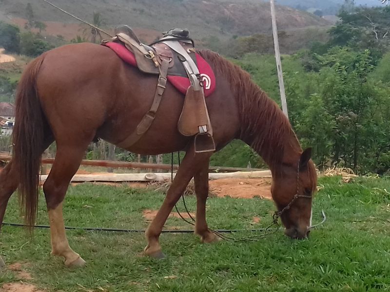 CAMPEÃO 