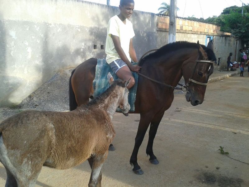 ÉGUA E POTRA MANGALARGA 