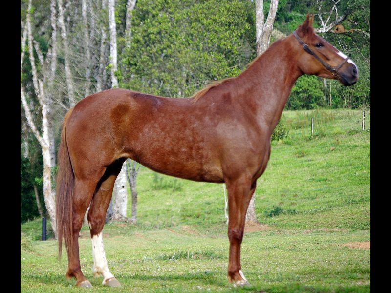 BARONITA FGV