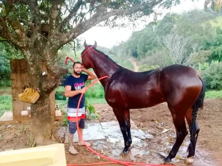 MANGOLINO GARANHÃO