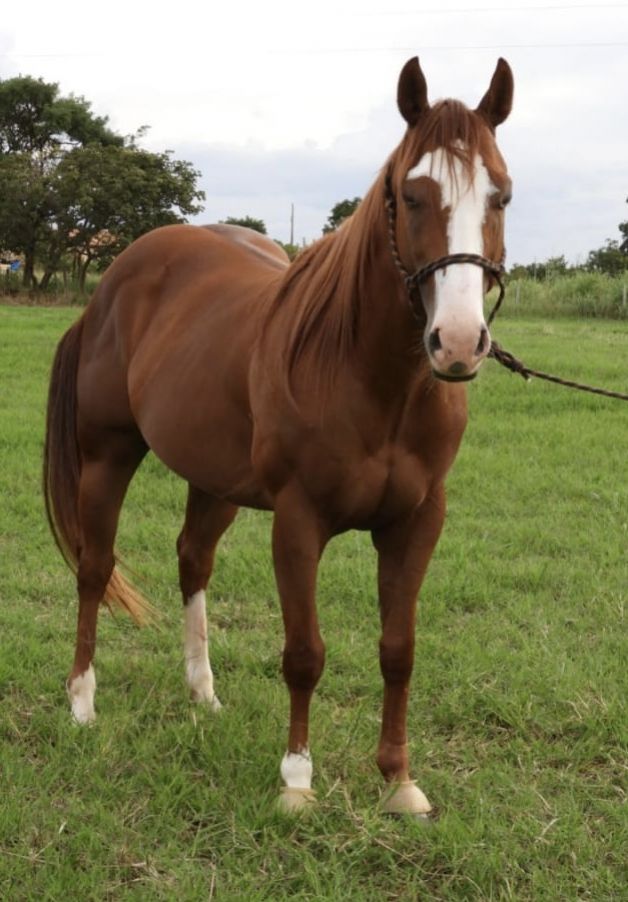 FILHO DO ROXÃO 
