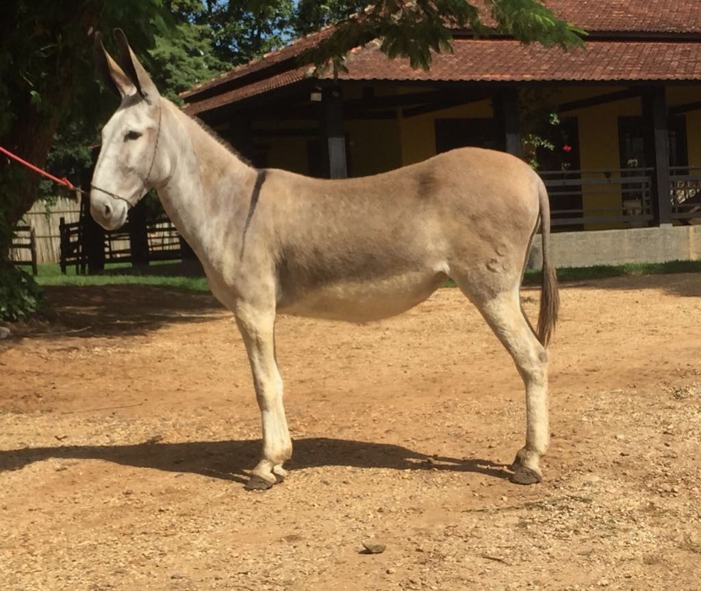 QUITAUNA DA GAMELEIRA